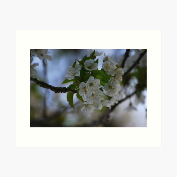 Item preview, Apple Tree Blossom designed and sold by TriciaDanby.