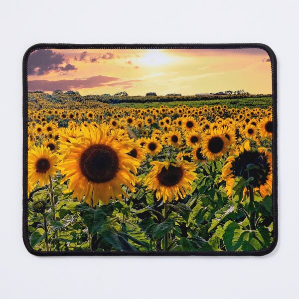 Item preview, Sunflowers in the sunset designed and sold by RosRidleyPhoto.