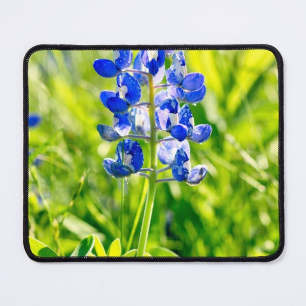 Item preview, Single bluebonnet designed and sold by hariharanvg.