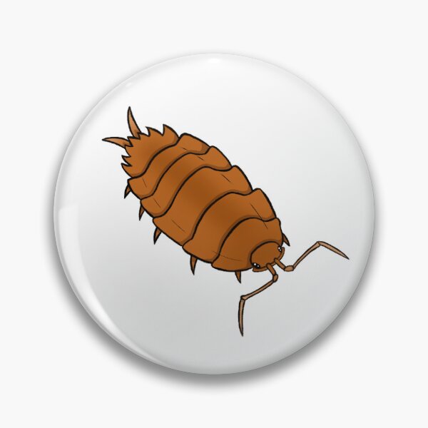 Item preview, Porcellionides pruinosus "orange" Isopod designed and sold by Azure-Exotics.