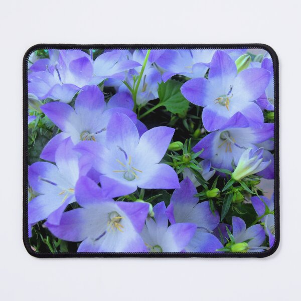 Item preview, Campanula Purple and White Bellflowers Photograph designed and sold by ArtVixen.