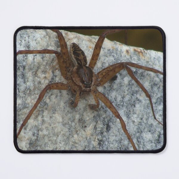Item preview, Cool Big Spider Photo designed and sold by SaradaBoru.