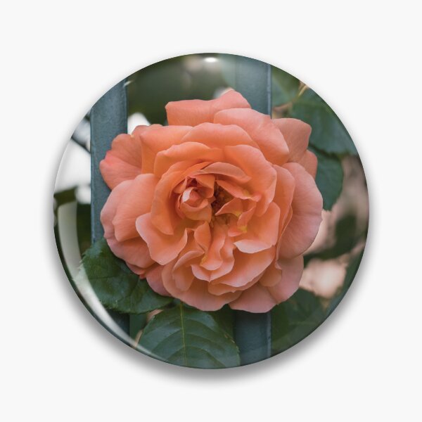 Item preview, Escape Artist - Blooming Peach-colored Rose Outside a Garden Fence designed and sold by Georgia Mizuleva.