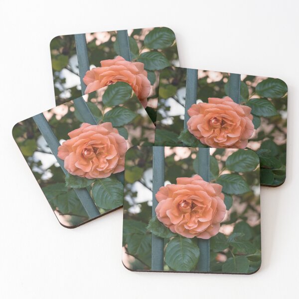 Item preview, Escape Artist - Blooming Peach-colored Rose Outside a Garden Fence designed and sold by Georgia Mizuleva.