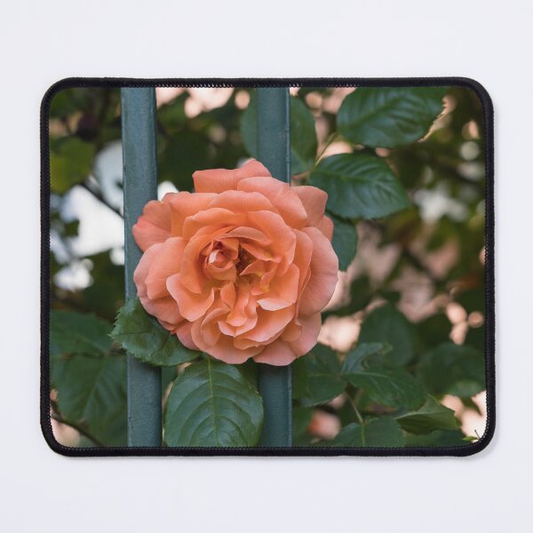 Item preview, Escape Artist - Blooming Peach-colored Rose Outside a Garden Fence designed and sold by Georgia Mizuleva.