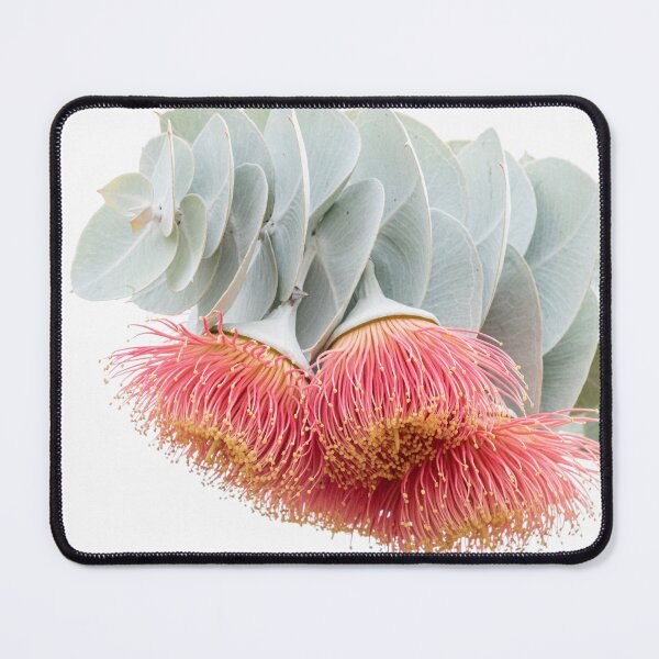 Item preview, Rose Mallee on White designed and sold by SallyB.Photography.
