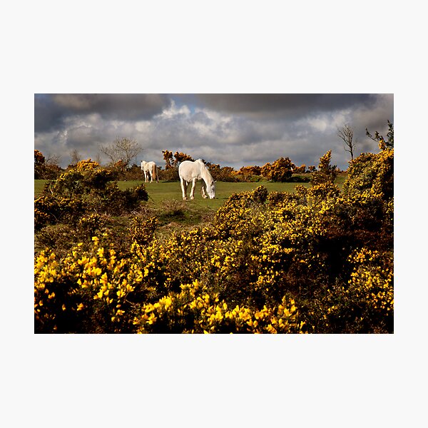 Item preview, Springtime on Bodmin Moor designed and sold by Sharon Bishop.