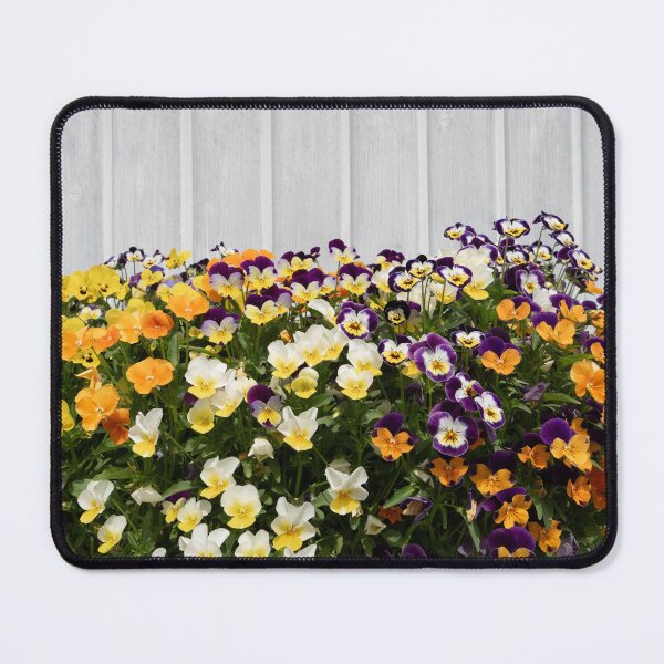 Item preview, Pansies in front of a white wooden façade designed and sold by Heidemüllerin.