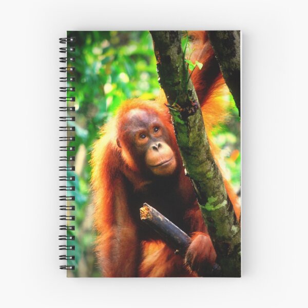 Item preview, Orang-utan designed and sold by Lynn Hughes.