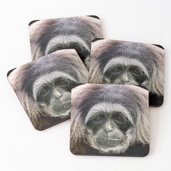 Item preview, Sad face of a Moloch Gibbon designed and sold by Dalyndigital Photography.