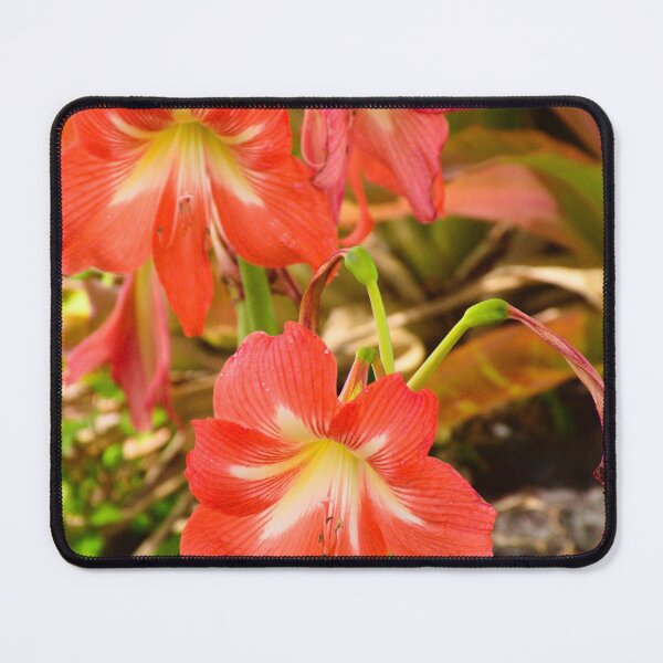 Item preview, Striped Barbados Lily designed and sold by MercerImages.