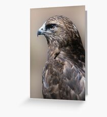 hawk Greeting Card
