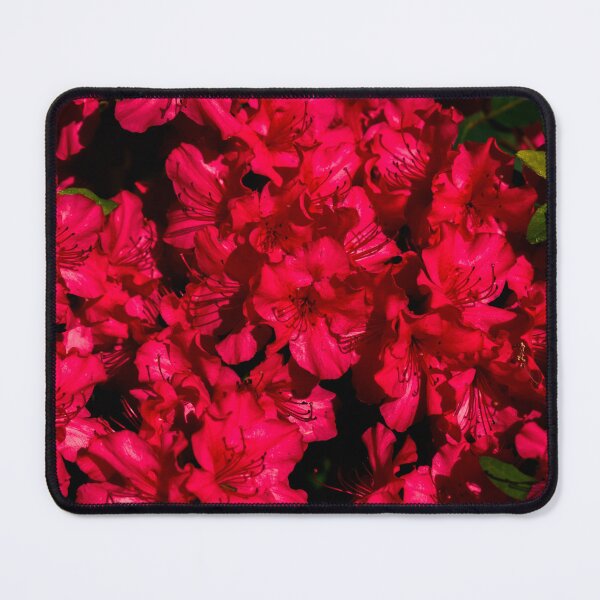 Item preview, Vibrant Bright Red Azaleas Spring Garden Photography designed and sold by CaytlinEPhotos.