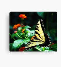 Swallowtail Canvas Print