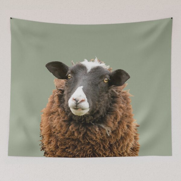 Artikelvorschau, Zwartbles Schafe entworfen und verkauft von Jane Stanley Photography.