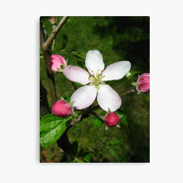 Item preview, apple bloom designed and sold by tomcat2170.