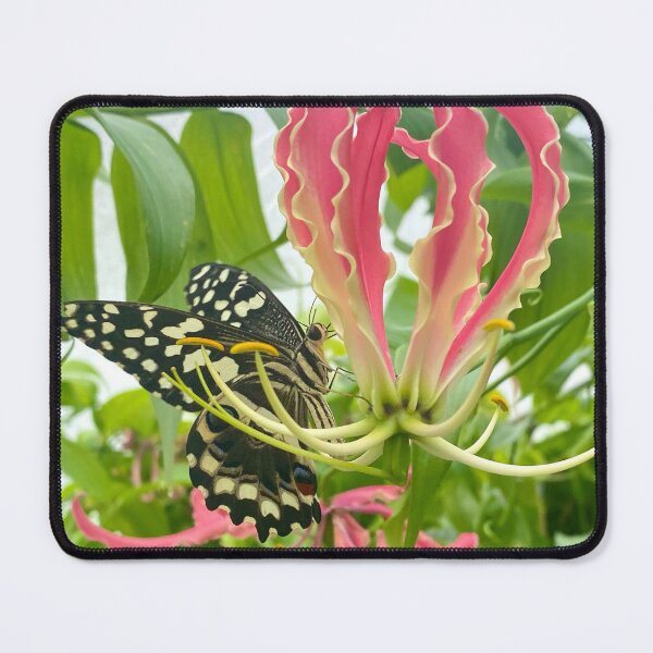 Item preview, Flame Lily with a Butterfly designed and sold by SnapsBySara.