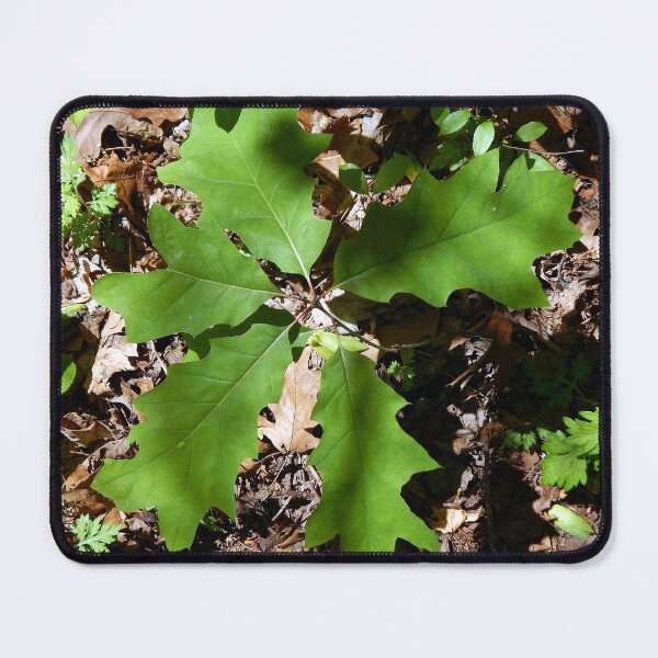 Item preview, Shaded Red Oak Sapling designed and sold by gistinker.