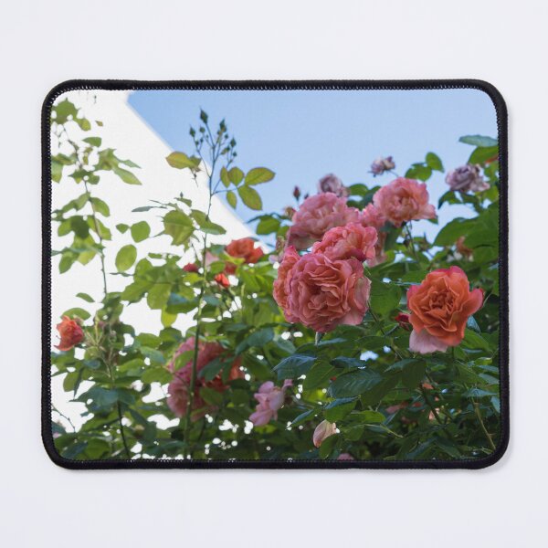 Item preview, Overhead Rosebush with Splendid Pink and Peach Rose Blooms designed and sold by Georgia Mizuleva.