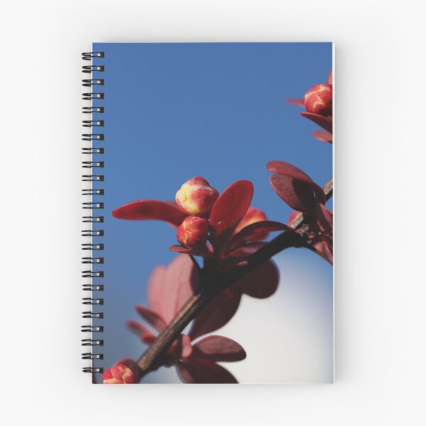 Item preview, Japanese Barberry  designed and sold by Cblifeisgood.