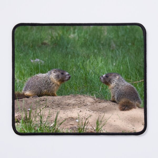Item preview, Yellow-bellied marmot pups designed and sold by Cblifeisgood.