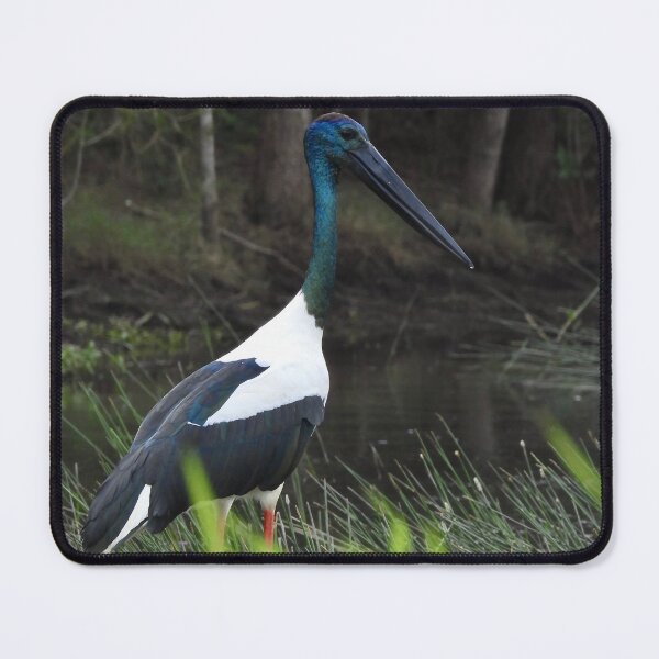 Item preview, Jabiru Black-necked Stork stunning designed and sold by Mark Grimsley.