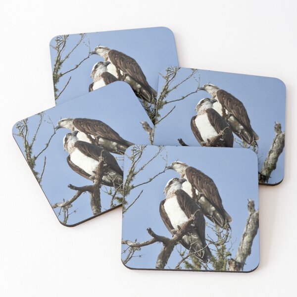 Item preview, Proud looking Ospreys  designed and sold by Mark Grimsley.