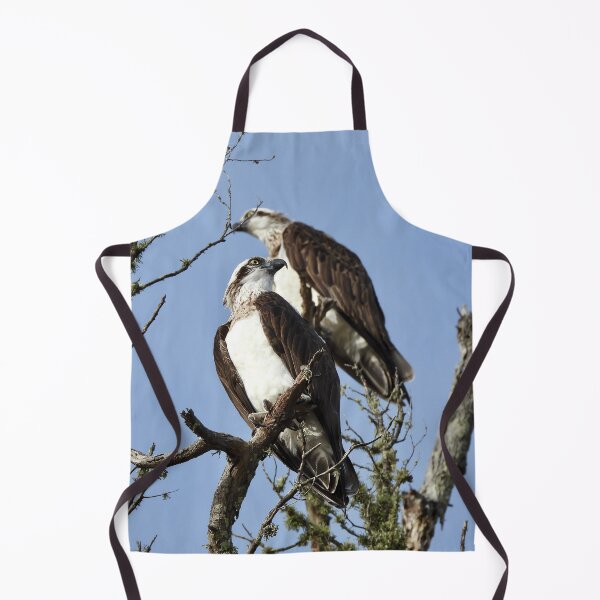 Item preview, Proud looking Ospreys designed and sold by Mark Grimsley.