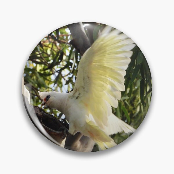 Item preview, Corella checking out nest  designed and sold by Mark Grimsley.