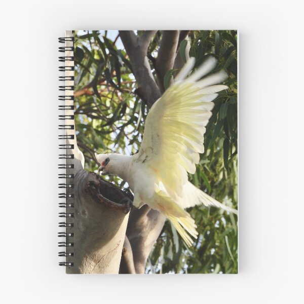 Item preview, Corella checking out nest  designed and sold by Mark Grimsley.