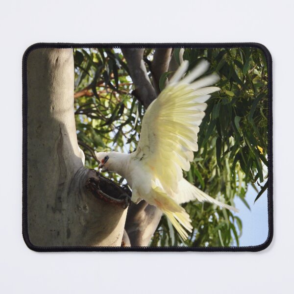 Item preview, Corella checking out nest designed and sold by Mark Grimsley.