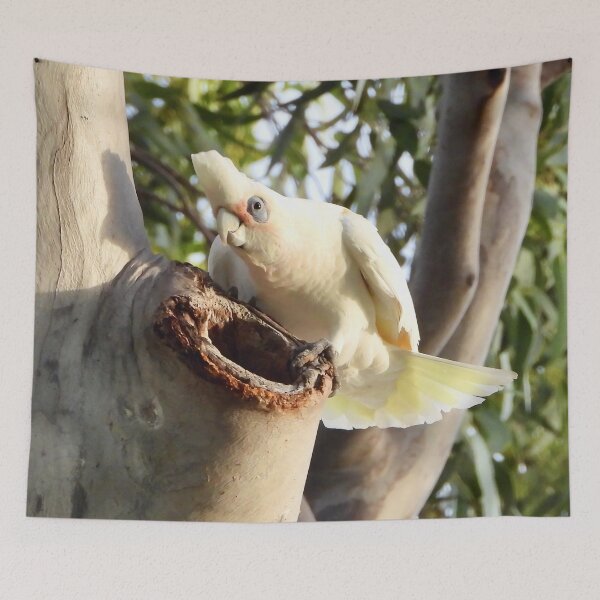 Item preview,  Corella looking cute at its nest  designed and sold by Mark Grimsley.