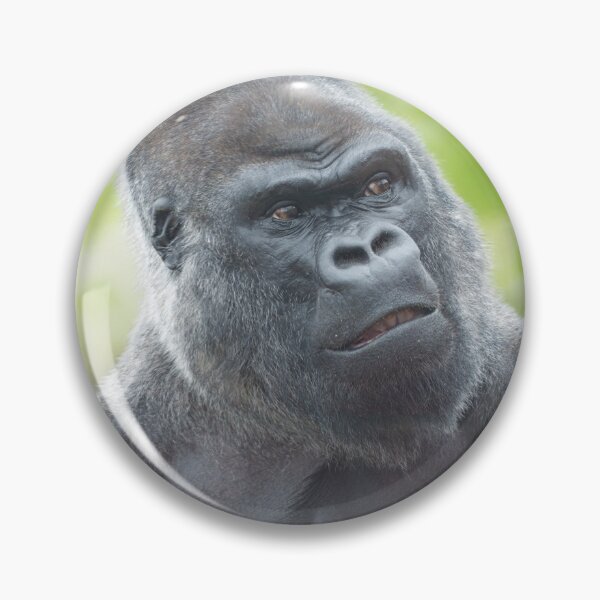 Item preview, A Silverback's Gaze designed and sold by rawshutterbug.
