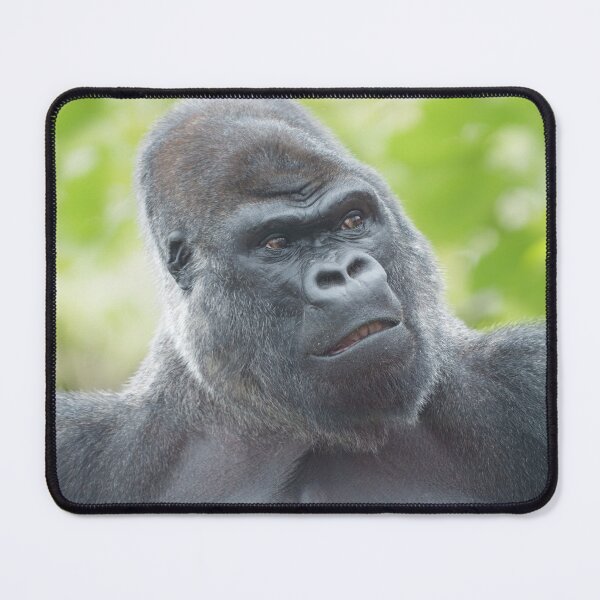 Item preview, A Silverback's Gaze designed and sold by rawshutterbug.