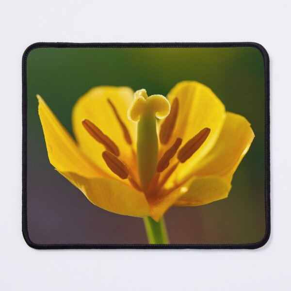 Item preview, Tulip Flover designed and sold by IgorKovalenko.