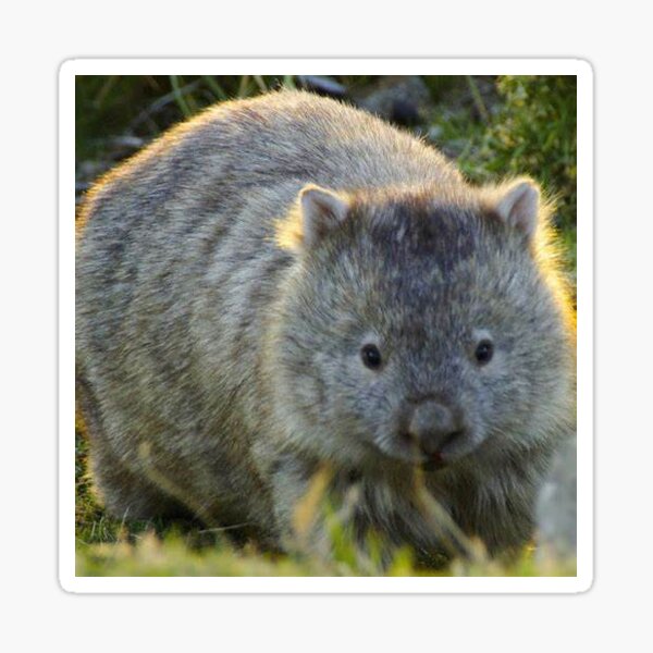 Vista previa del artículo con la obra «Wombat», diseñado y vendido por MitchellWilson.
