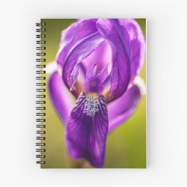Item preview, Bearded iris designed and sold by Veikko  Suikkanen.