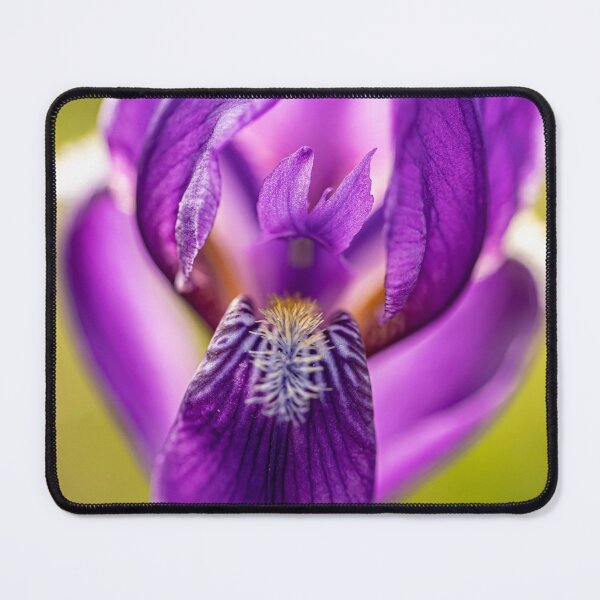Item preview, Bearded iris designed and sold by Veikko  Suikkanen.
