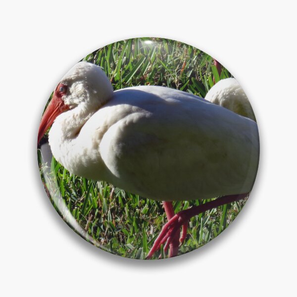 Item preview, American White Ibis designed and sold by supernova23.