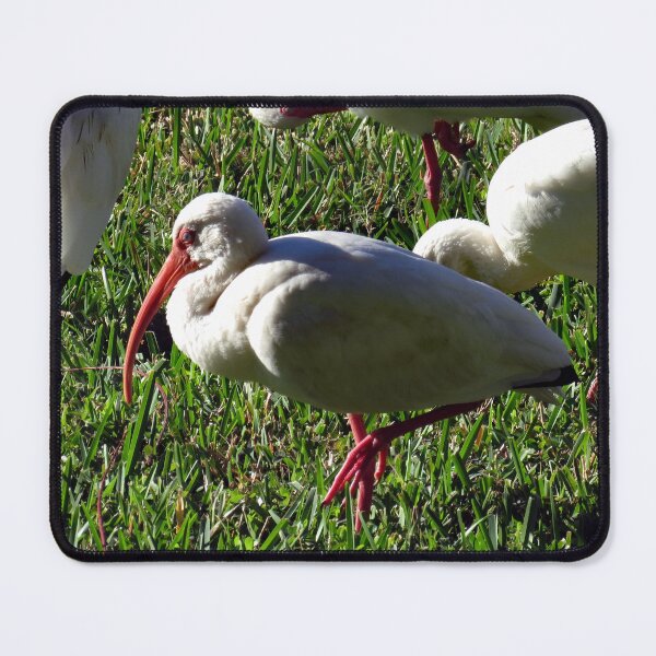 Item preview, American White Ibis designed and sold by supernova23.