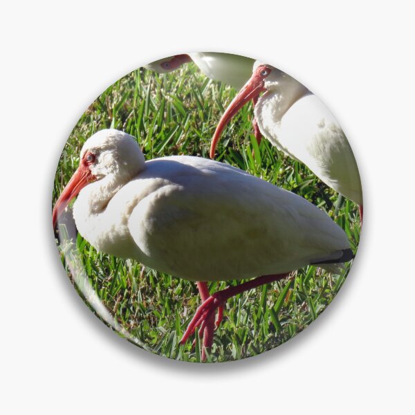 Item preview, American White Ibis designed and sold by supernova23.