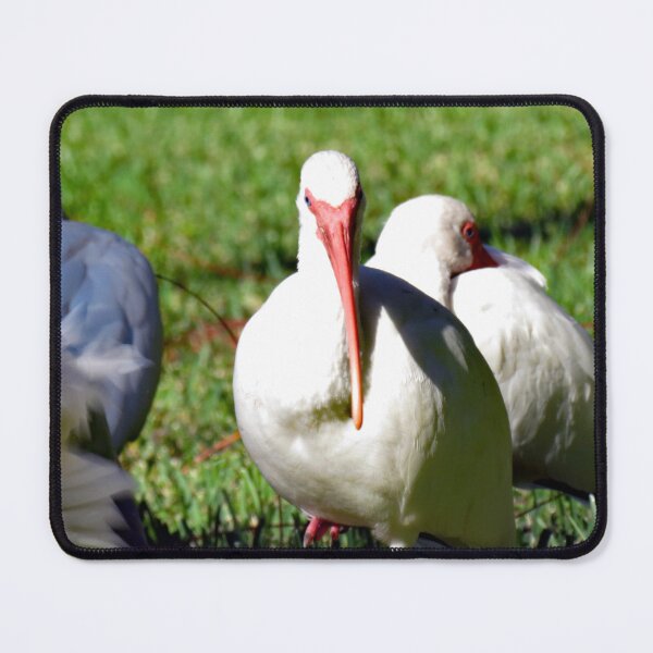 Item preview, American White Ibis designed and sold by supernova23.