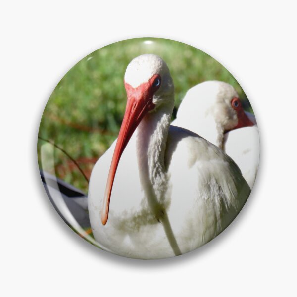 Item preview, American White Ibis designed and sold by supernova23.
