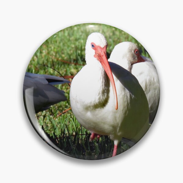 Item preview, American White Ibis designed and sold by supernova23.