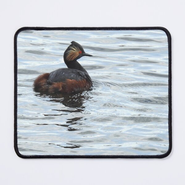 Item preview, Black-necked Grebe in splendid summer plumage designed and sold by TwistedClassics.