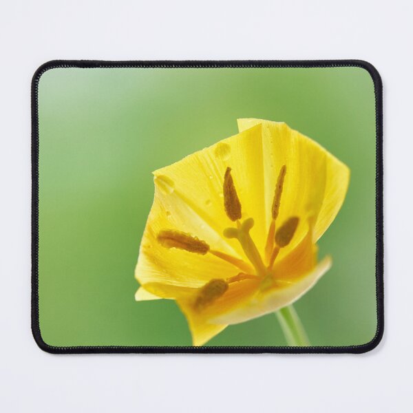 Item preview, tulip flower stand in a vase designed and sold by IgorKovalenko.
