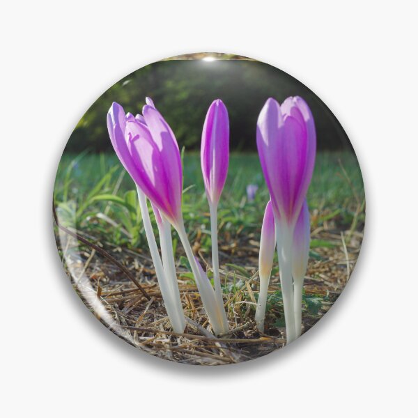 Item preview, Autumn crocus designed and sold by Gabszab.