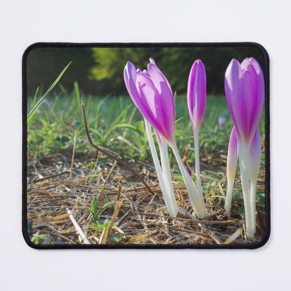 Item preview, Autumn crocus designed and sold by Gabszab.