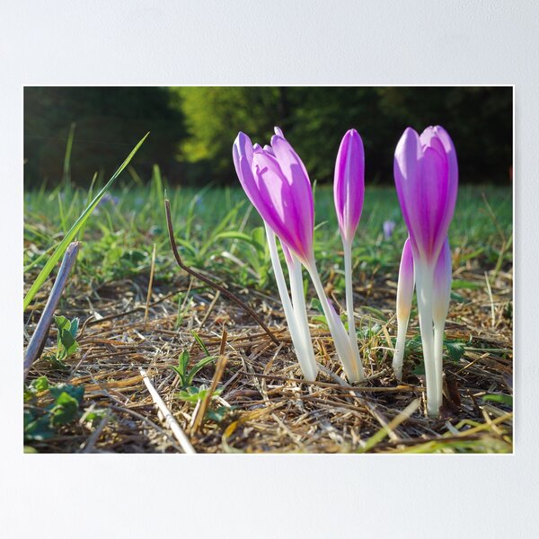 Item preview, Autumn crocus designed and sold by Gabszab.