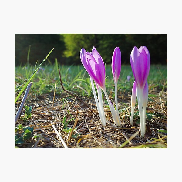 Item preview, Autumn crocus designed and sold by Gabszab.